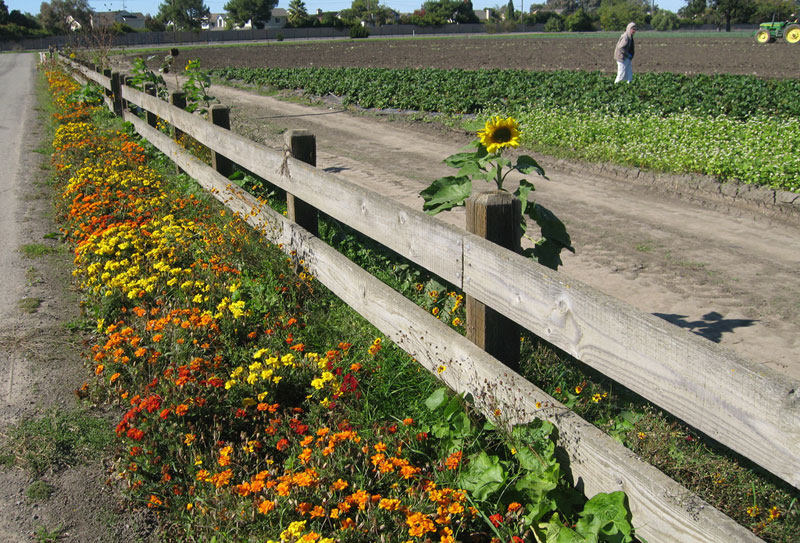 ardenwood 019 by IrisDragon, on Flickr