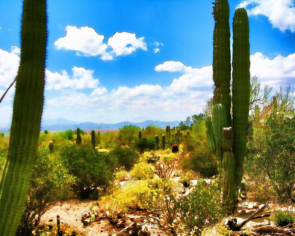 saguaro cacti, tucson, arizona digital cartoon-charlesw.baileyjr